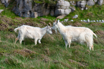 llandudno kashmir white goats, great orme, wales