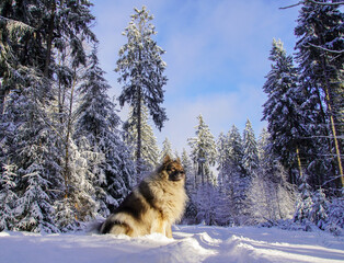 Hund Wolfsspitz im Winter Wald im Schnee