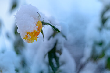 Róża w ogrodzie pokryta śniegiem. Czerwona i żółta różna w śniegu. Ogród w śniegu....