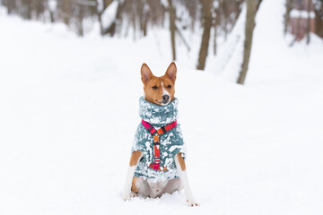Portrait of the Dogs Basenji in the park. Winter cold day. Snow falls