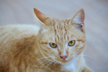 cat looking at camera. Cute domestic animal.