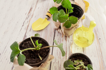 Spraying plants at home with a spray gun. Shoots of green bushes of strawberries. Harvest strawberries from a potted plant grown from seeds sown in a garden bed dug in the soil