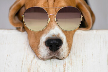 funny beagle dog face in sunglasses close up 