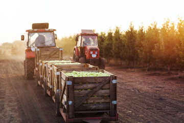 Modern eco farm, collect and delivery harvest of organic fruits to warehouse