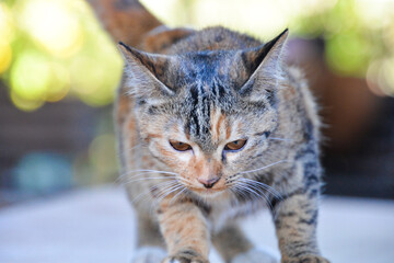 cat looking at camera. Cute domestic animal.