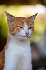 Fototapeta premium cat looking at camera. Cute domestic animal.