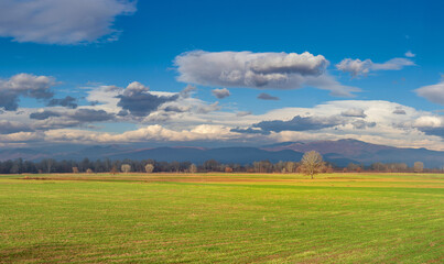 Obraz premium Agriculture. Autumn sowing. Young wheat on a sunny day in winter. Behind the field are colorful trees and cloudy sky.