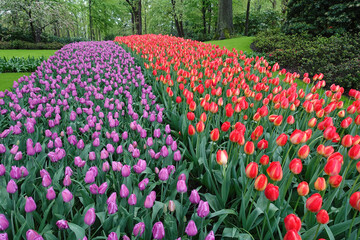 purple tulips, red tulips in the meadow
