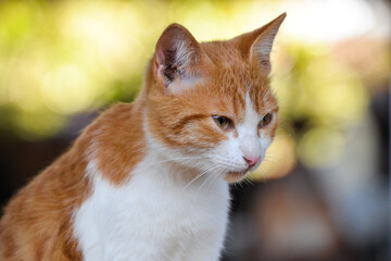 cat looking at camera. Cute domestic animal.