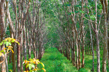 Rubber tree in a row