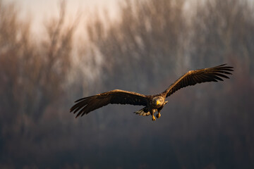 White-tailed eagle flying over the lake