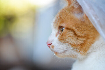 cat looking at camera. Cute domestic animal.