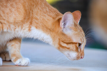 cat looking at camera. Cute domestic animal.