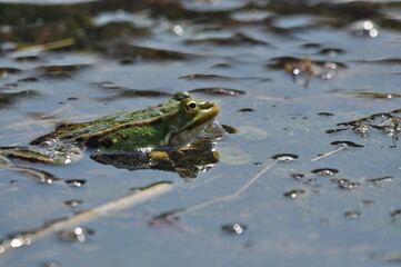 Green frog mating in the wetlands. Spring and reproduction of amphibians.
