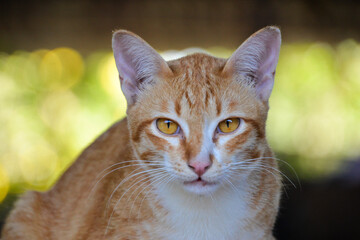 cat looking at camera. Cute domestic animal.