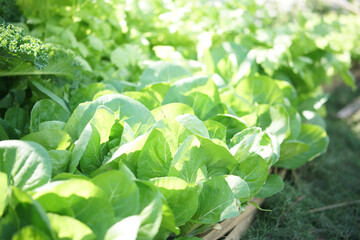 chinese cabbage growing in vegetable garden