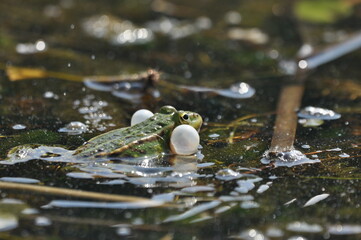 Green frog mating in the wetlands. Spring and reproduction of amphibians.