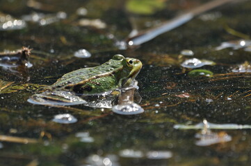 Green frog mating in the wetlands. Spring and reproduction of amphibians.