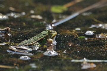 Green frog mating in the wetlands. Spring and reproduction of amphibians.