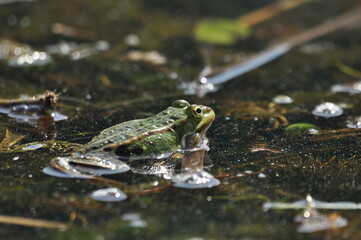 Green frog mating in the wetlands. Spring and reproduction of amphibians.