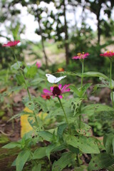 white butterfly at red and white flowers