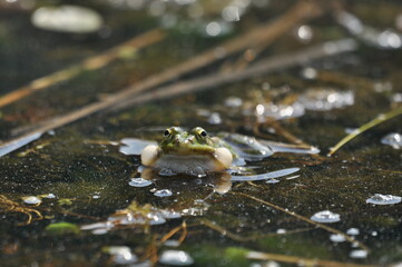 Green frog mating in the wetlands. Spring and reproduction of amphibians.