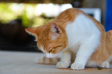 cat looking at camera. Cute domestic animal.