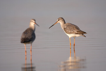 Obraz premium Spotted redshank - Tringa erythropus shorebird