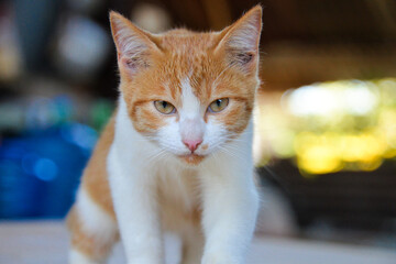 cat looking at camera. Cute domestic animal.