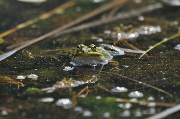 Green frog mating in the wetlands. Spring and reproduction of amphibians.