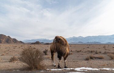 bactrian camel in the foothills of the tien-shan