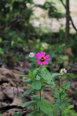 flowers in the garden