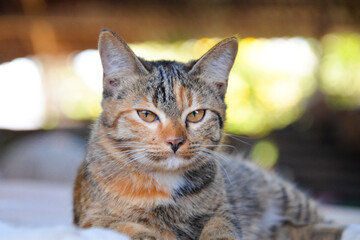 cat looking at camera. Cute domestic animal.