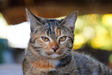 cat looking at camera. Cute domestic animal.