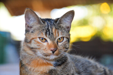 cat looking at camera. Cute domestic animal.