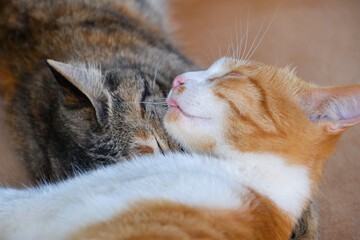 cat looking at camera. Cute domestic animal.