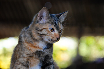 cat looking at camera. Cute domestic animal.
