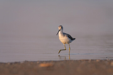 Common greenshank - tringa nebularia on the lake