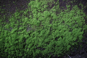 green moss on a stone wall