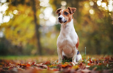 Small Jack Russell terrier sitting on forest path, one paw up, yellow orange leaves in autumn,...