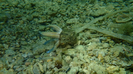 Sea snail banded dye-murex (Hexaplex trunculus) eating starfish (Astropecten sp.) undersea, Aegean Sea, Greece, Halkidiki
