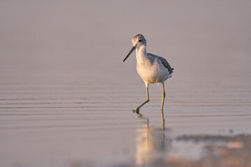Common greenshank - tringa nebularia on the lake