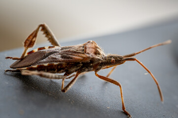 macro of brown insect waiting for the prey