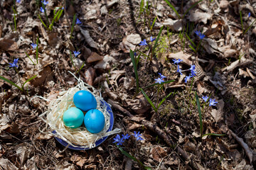Scilla siberica, wild blue early flower -  Siberian squill or wood squill with blue coloured eggs...