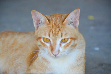 cat looking at camera. Cute domestic animal.