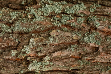 Wood Texture With Natural Pattern, Bark texture, may used as background