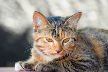 cat looking at camera. Cute domestic animal.