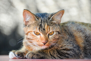 cat looking at camera. Cute domestic animal.