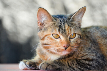 cat looking at camera. Cute domestic animal.