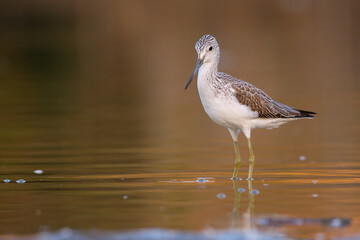 Common greenshank - tringa nebularia on the lake